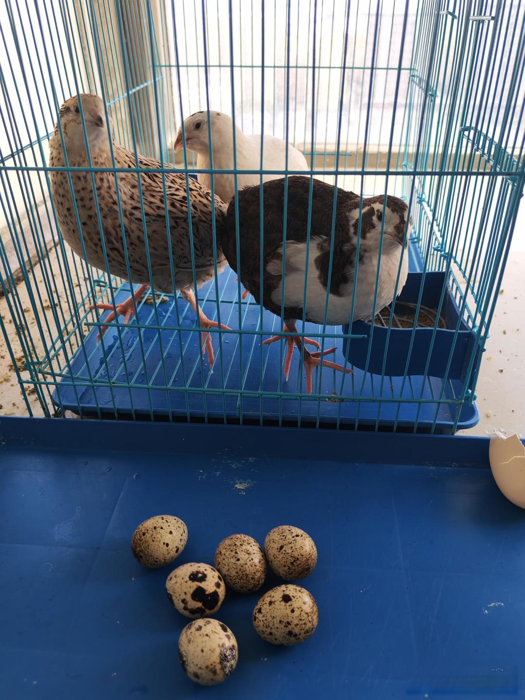 最近一个被人类驯化的物种是什么?