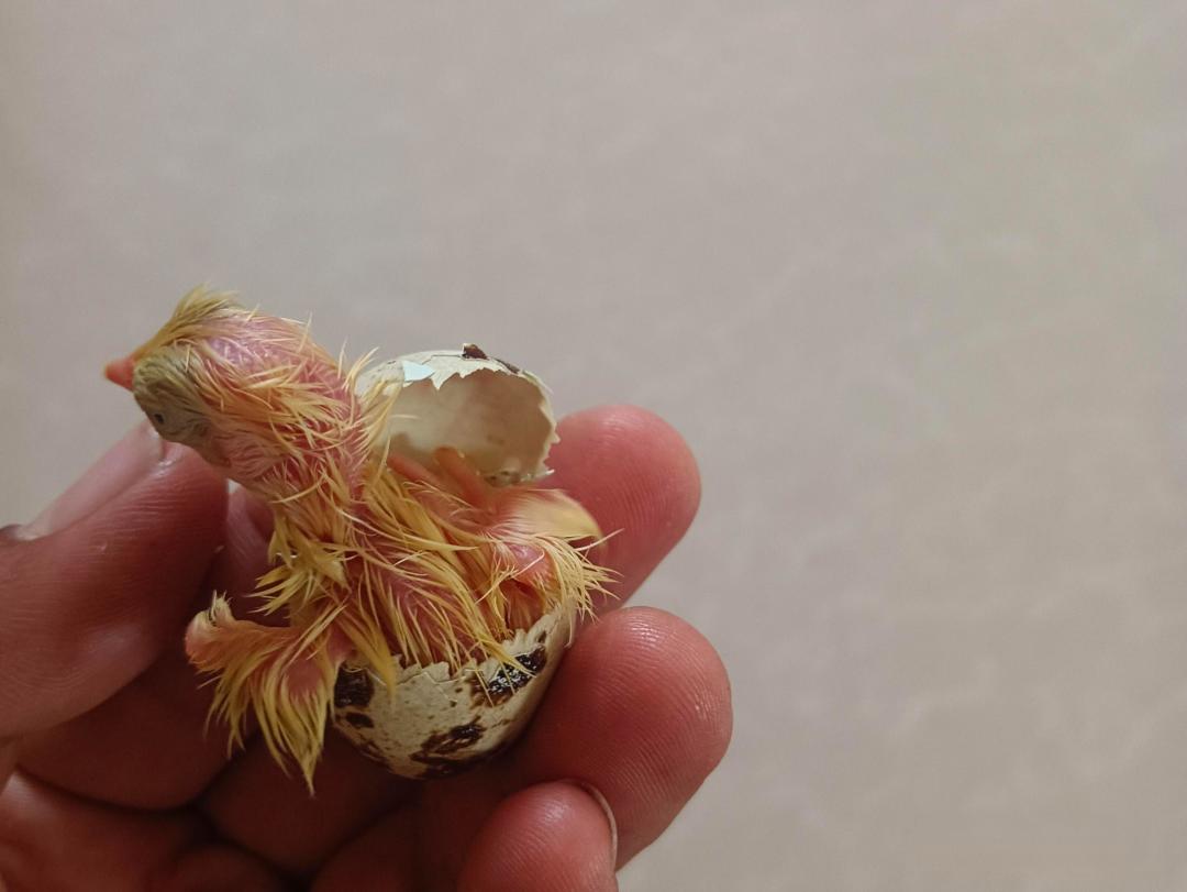 最近一个被人类驯化的物种是什么?