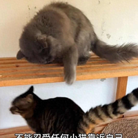感人！蓝猫蹲在服务区苦等主人，主人300公里奔赴拥抱，看哭了