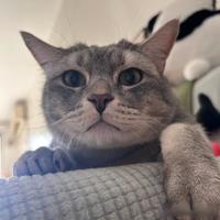 把猫粮泡成“酸奶”？实测蓝氏奶盾粮的“黑科技”，是真养护还是智商税？