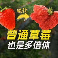 “连体草莓”才是多倍体？其实普通草莓也是哦！ #草莓 #生物 #科普 #水果 
