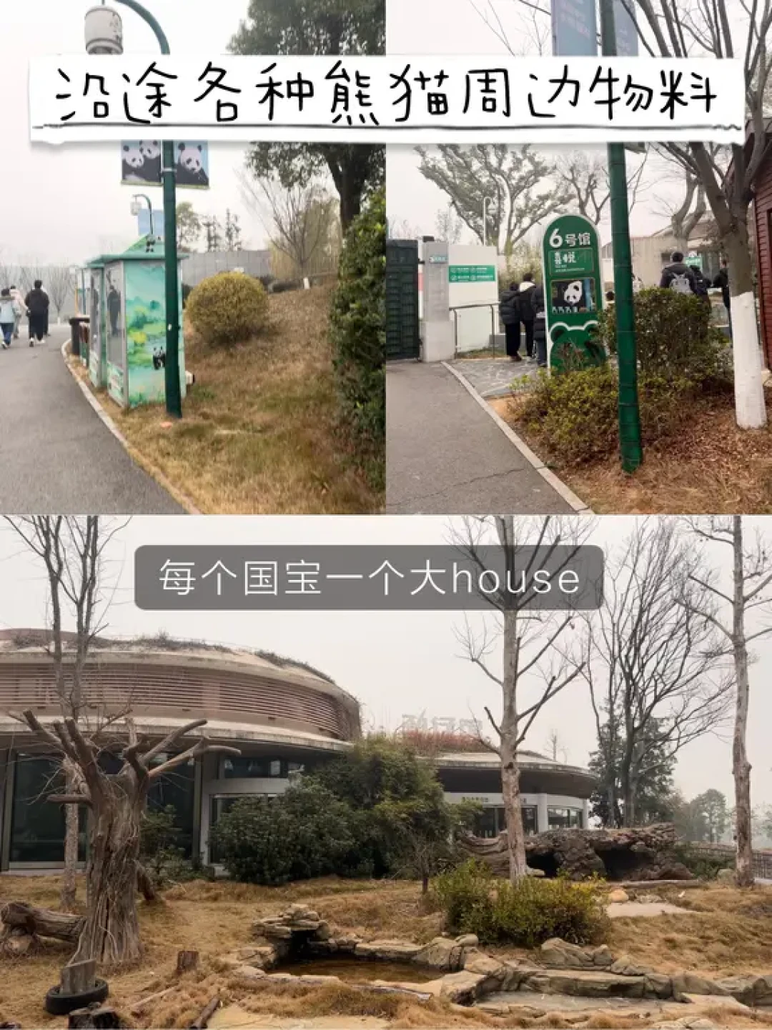武汉周边亲子游|在岳阳实现大熊猫自由