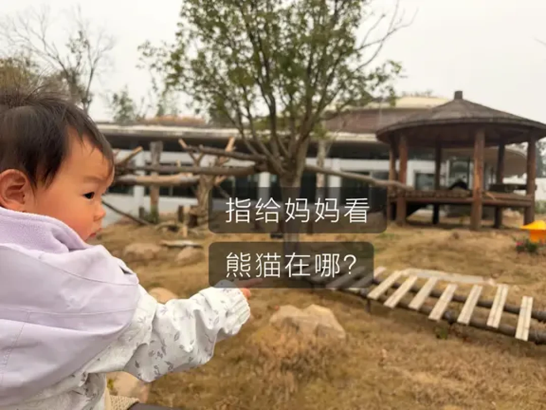 武汉周边亲子游|在岳阳实现大熊猫自由