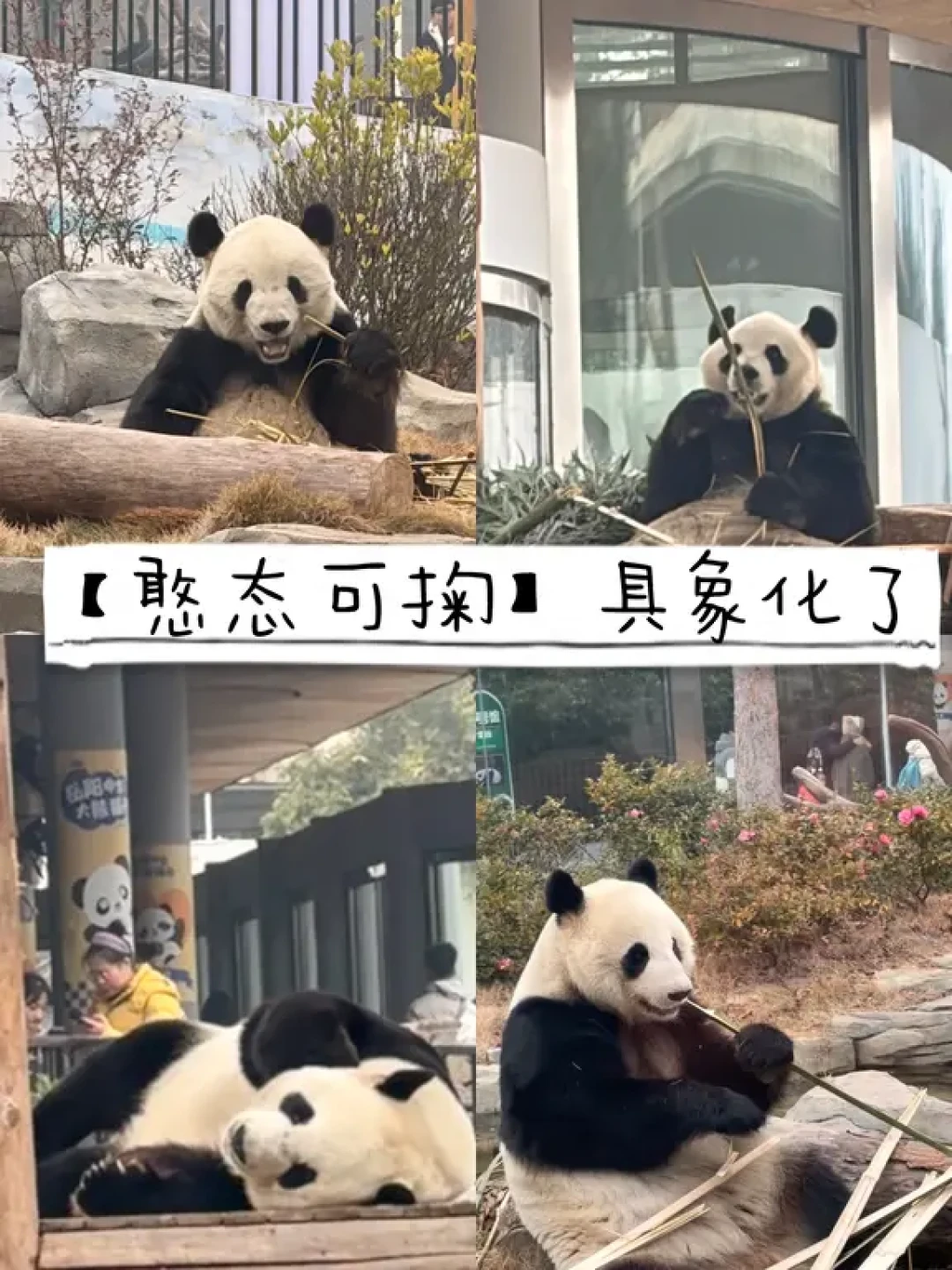 武汉周边亲子游|在岳阳实现大熊猫自由
