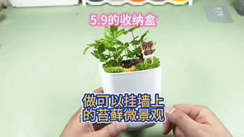 5.9的收纳盒做可以挂在墙上的苔藓微景观