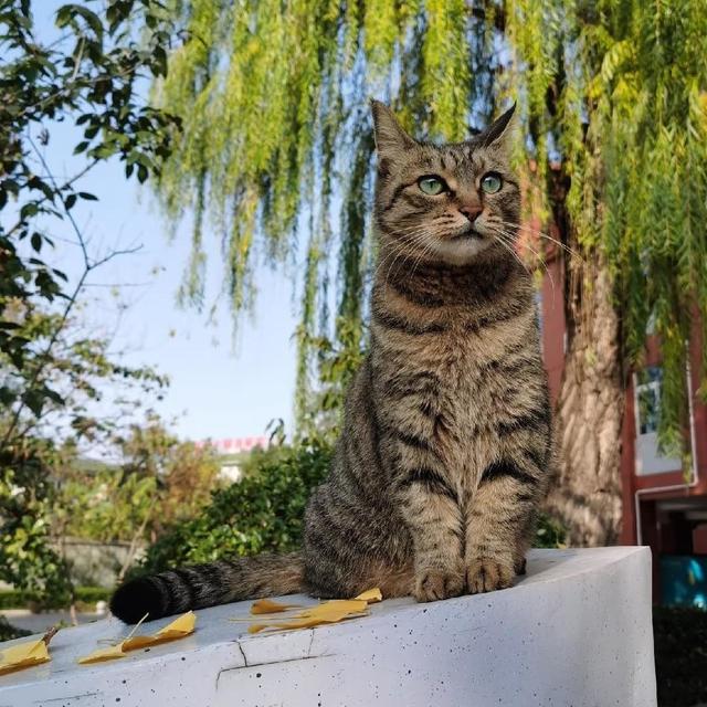 别被“好养”骗了！养中国狸花猫前，这些优缺点必须了解