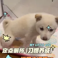 福贝小课堂18
定点厕所习惯养成
#新手养狗 #养狗经验 #柴犬#狗狗 #我和我的狗