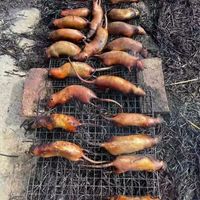 老鼠肉干是“地道美味”还是“高危毒物”？全网观点大PK