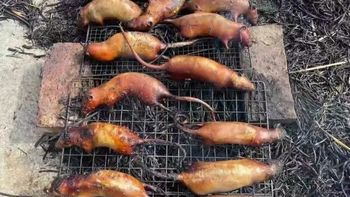 老鼠肉干是“地道美味”还是“高危毒物”？全网观点大PK