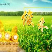 我国鲜食玉米育种发展态势与创新路径研究报告