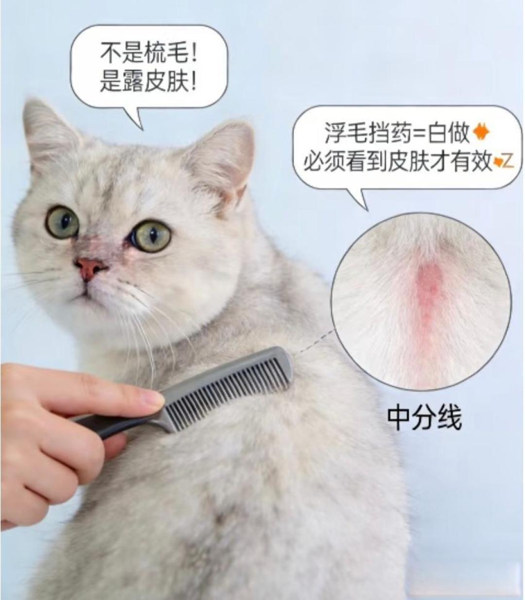 新手养猫怎么驱虫?