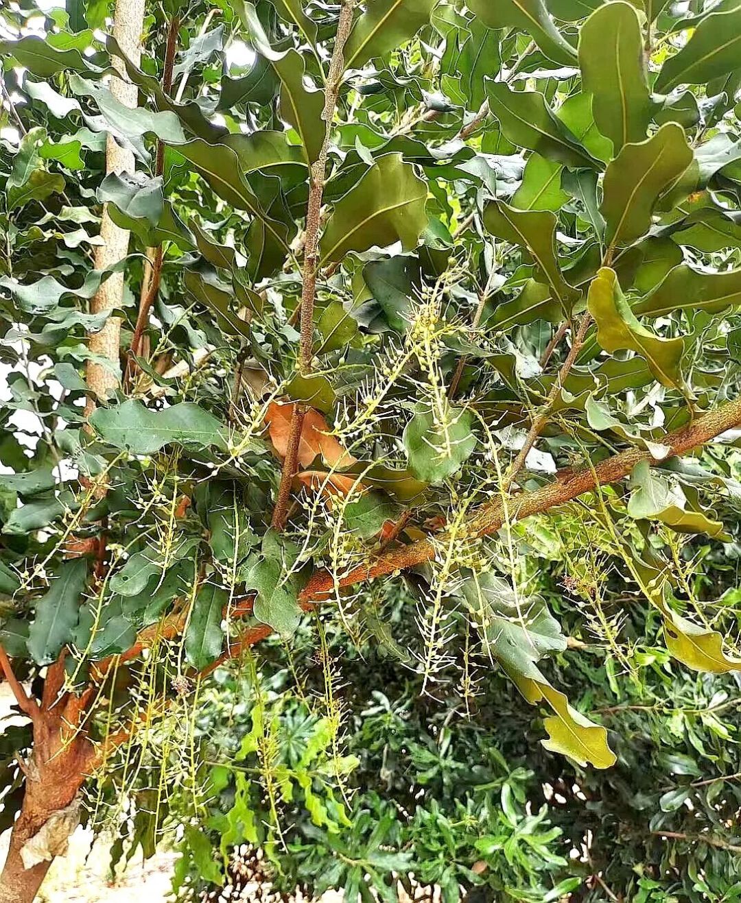 夏威夷果丰产栽培技术44-花后果生：原来是“先长果皮再长果肉”的过程
