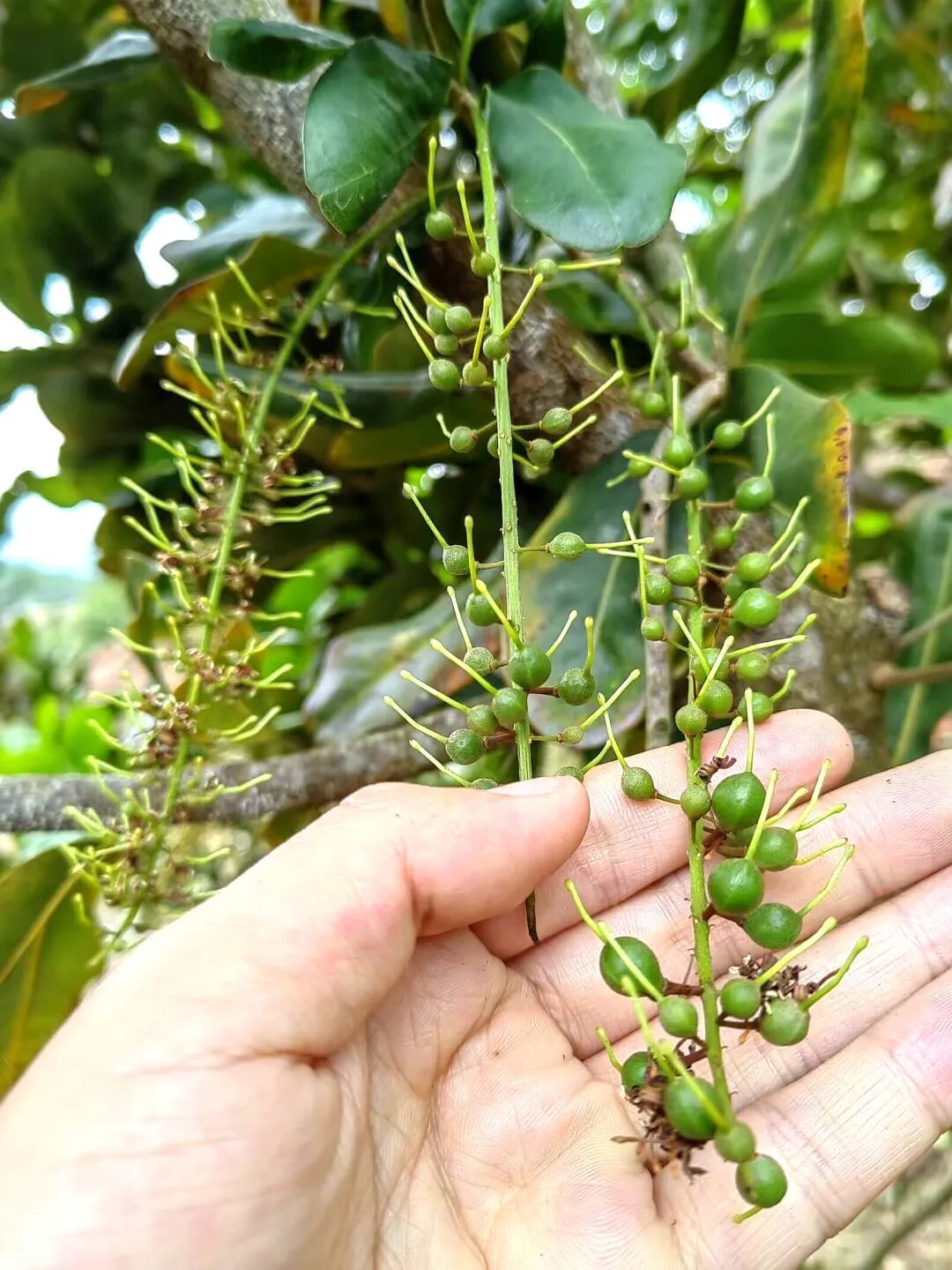 夏威夷果丰产栽培技术44-花后果生：原来是“先长果皮再长果肉”的过程