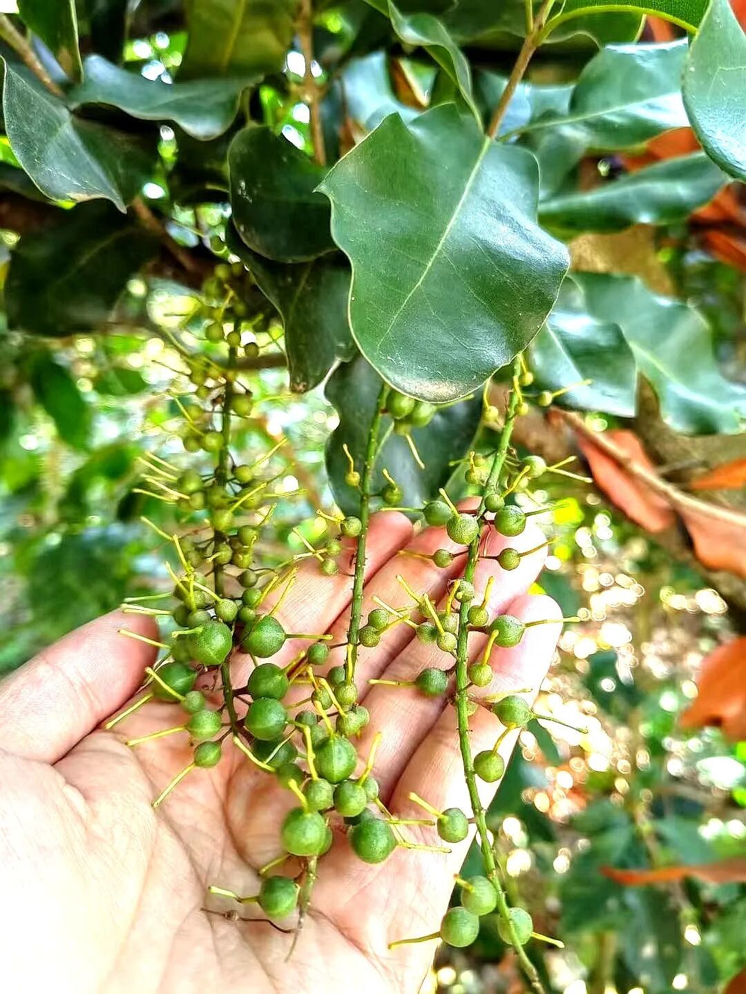 夏威夷果丰产栽培技术44-花后果生：原来是“先长果皮再长果肉”的过程