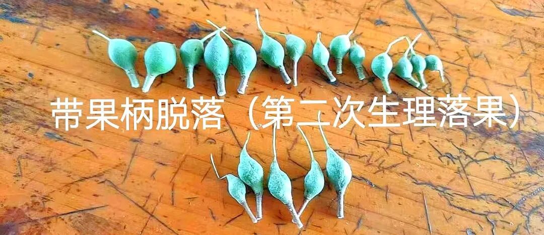 夏威夷果丰产栽培技术44-花后果生：原来是“先长果皮再长果肉”的过程
