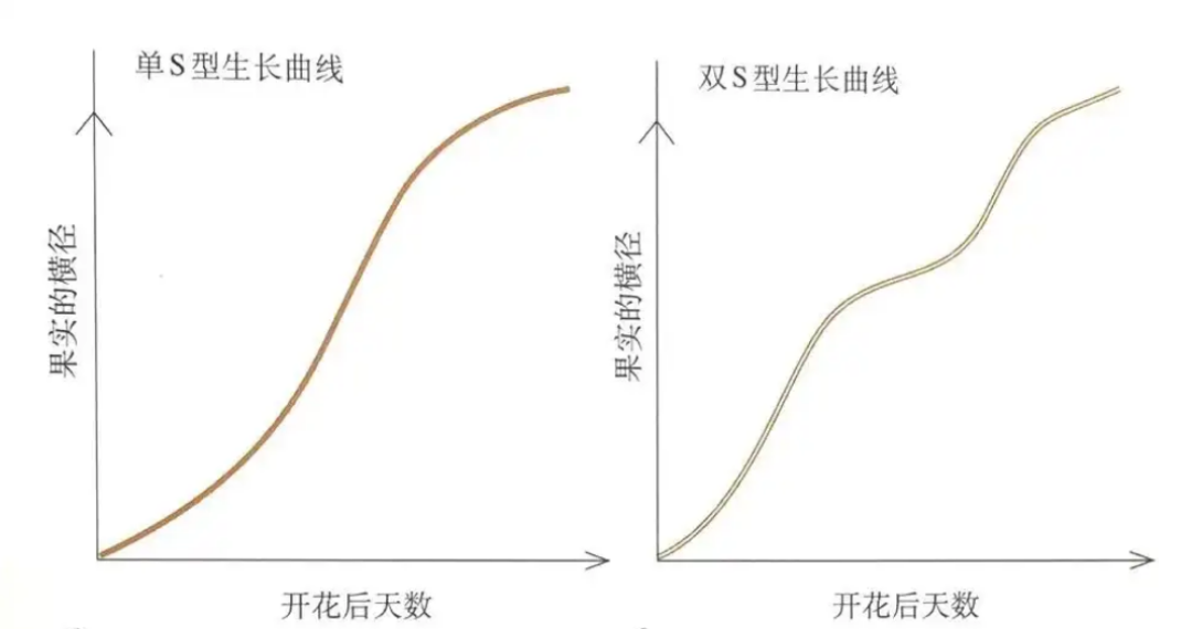 蓝莓膨果:果实发育S曲线与关键管理解析
