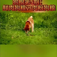 狗粮第5期：鲜肉狗粮vs肉粉狗粮#宠物 #宠物店 #狗粮 #猫砂 #猫粮