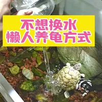 不想换水，又能把龟养好的方式！#龟缸#开缸教程 #生态龟缸 #龟缸造景用品