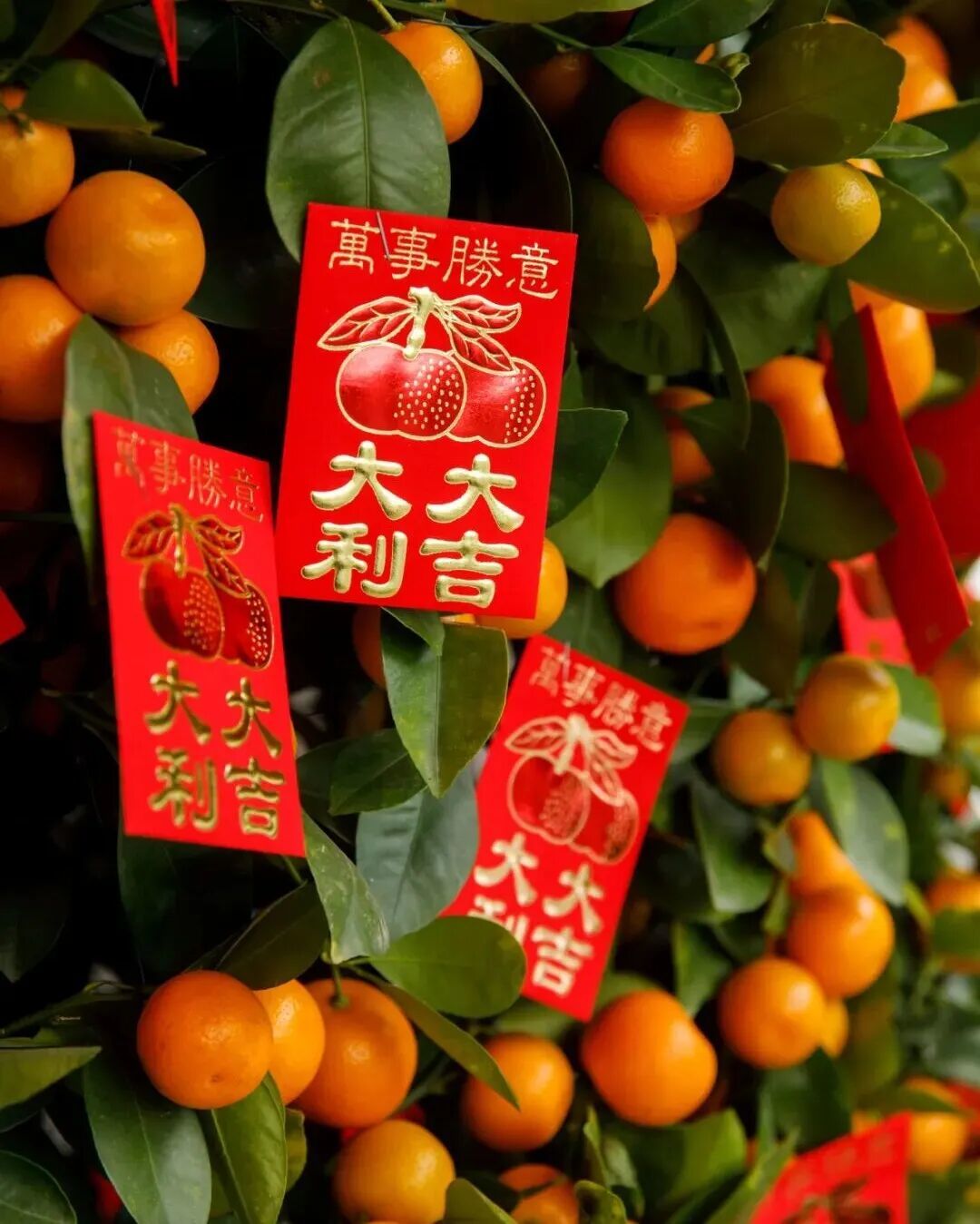 腊月一到,砂糖橘宣布:过年的味道由我承包!