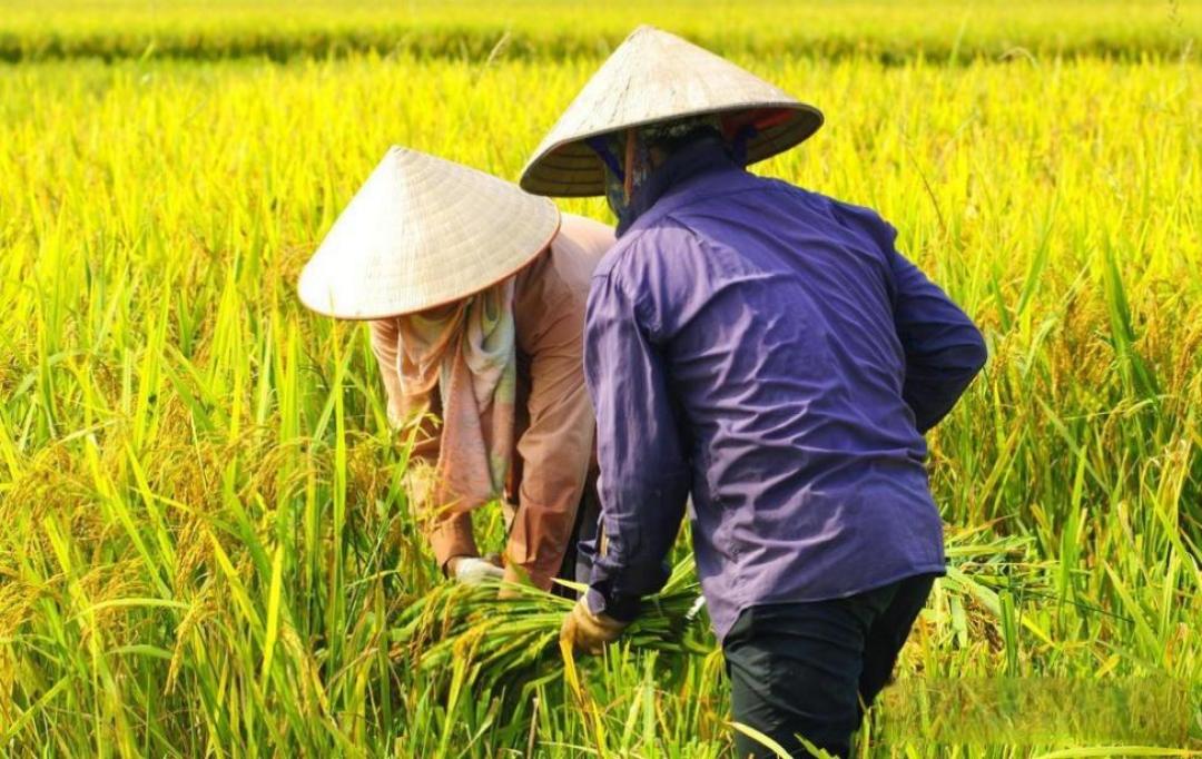 为什么近年来的年味越来越淡了呢#?