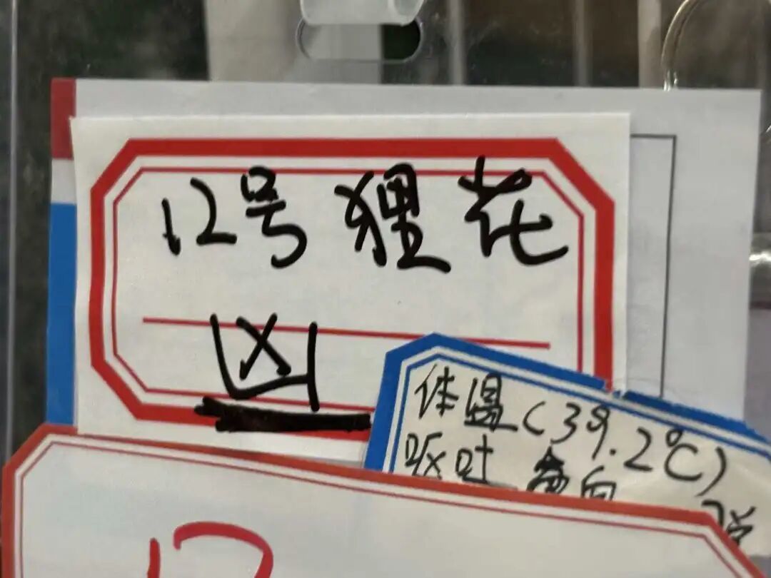 这个冬天,它们遇到了心软的新侨少年