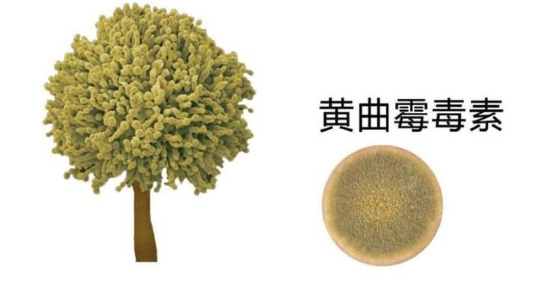 提醒:3种粗粮越吃越伤身,很多人把它们当成宝,或许你们吃错了