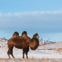 晨读-Camels-A Perfect Design 骆驼——完美的设计