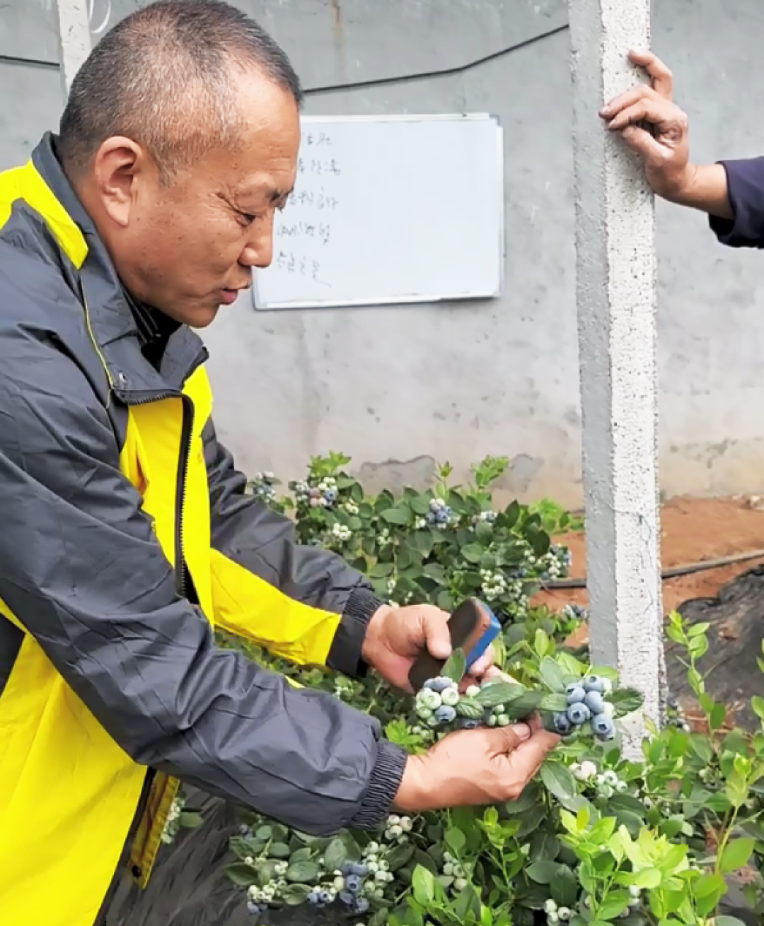品质果 高收益:如何提高蓝莓结果品质?