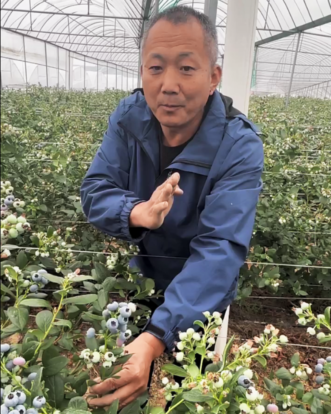 品质果 高收益:如何提高蓝莓结果品质?