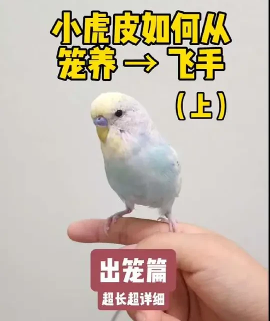 分享一下小伏叽是怎么从笼养到飞手的#鹦鹉日常 #虎皮鹦鹉 #鹦鹉 #鸟鸟教 #小鸟
