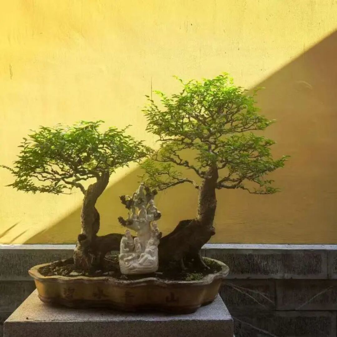一园藏尽金陵秋：白鹭洲的秋冬，是一场银杏旧梦