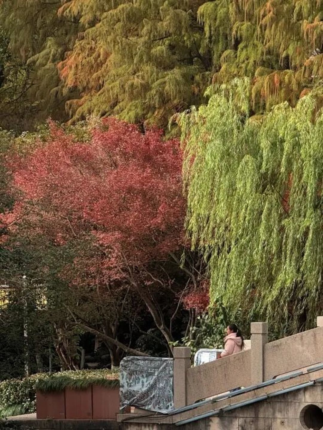 一园藏尽金陵秋：白鹭洲的秋冬，是一场银杏旧梦