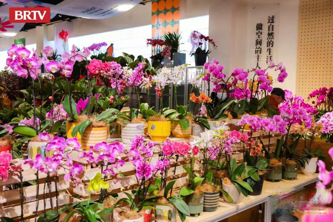 北京新春花事天花板!来海淀“花式”过大年