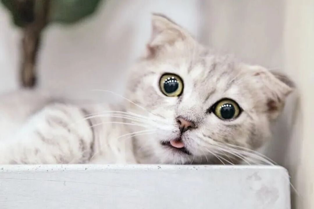 好奇害死猫,“好奇心”真的能害死猫吗?