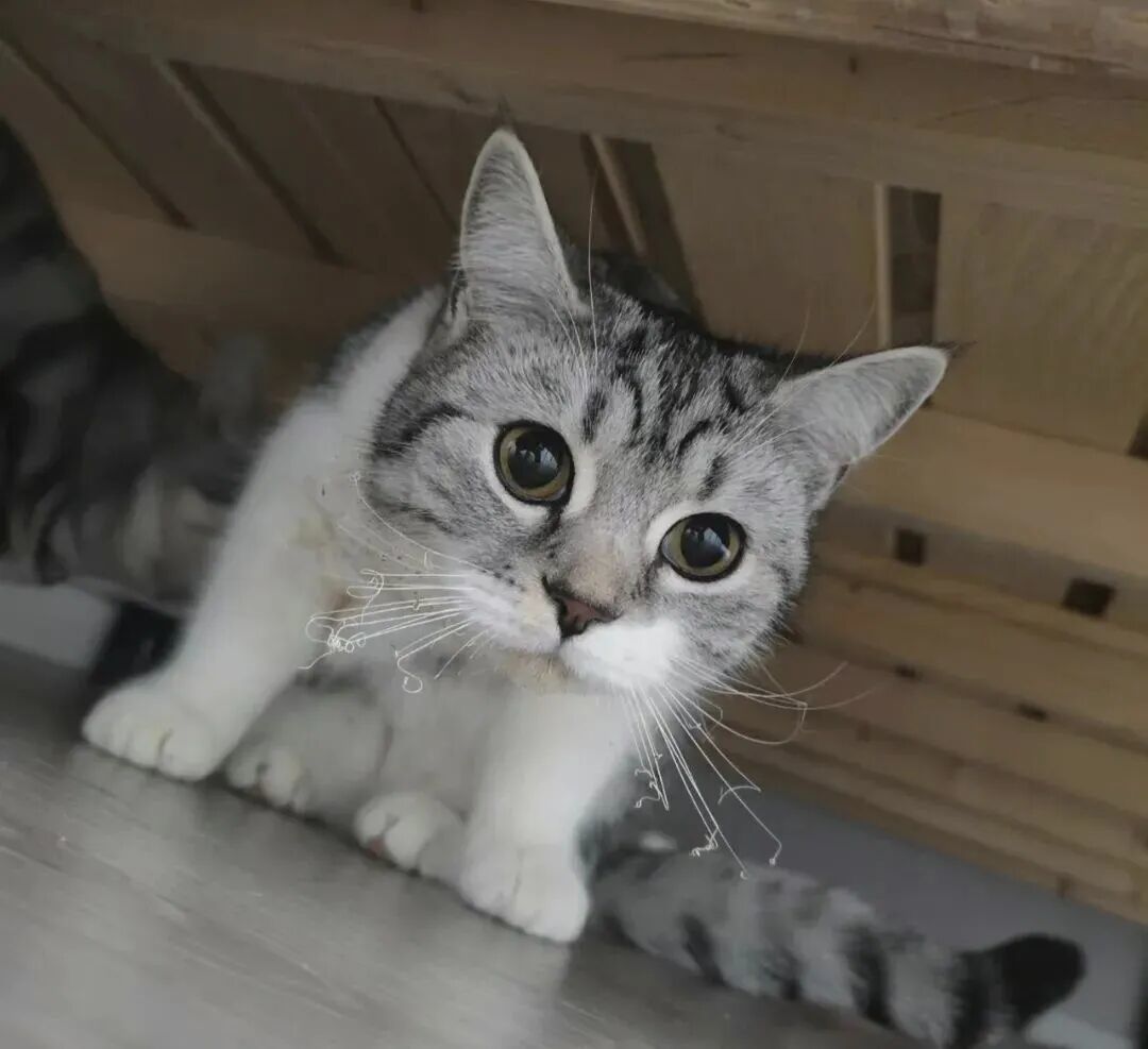 好奇害死猫,“好奇心”真的能害死猫吗?