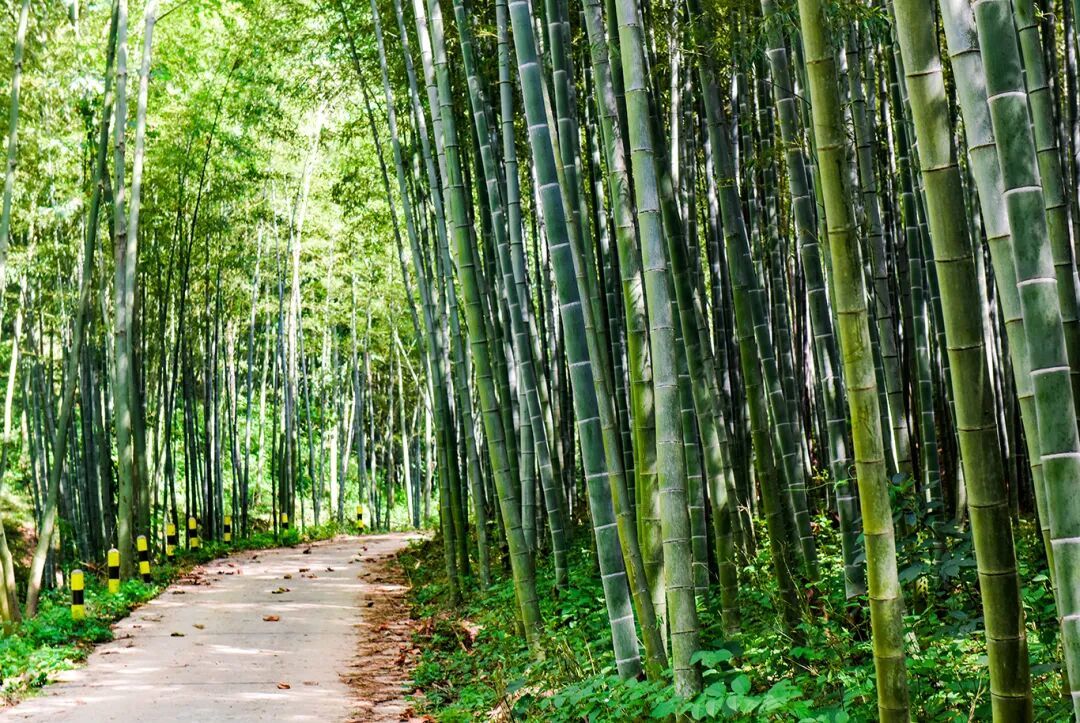 春节一起去明光爬山！收好这份老嘉山登山徒步攻略 | 我在滁州过大年