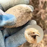 云南篇:橘林里捡拾鸮头贝 在一片橘林里寻找泥盆纪时期的古生物化石,因为果园依山而建,老乡耕地的时候便会把泥盆纪时期的岩层挖掘出来。其中就包含大量的鸮头贝化石,经过长时间的风吹雨打,贝壳周围的围岩变得松散脆弱,只留下了一个个的鸮头贝在果园里。#真实户外 #找化石 #寻找古生物化石 #鸮头贝 #古生物科普