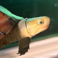 常见家庭饲养宠物龟系列之黄喉拟水龟