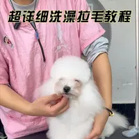 快过年啦~出一期无比详细的洗澡拉毛教程~ 在家里的小斗们也可以香香的度过假期啦~#宠物美容 #宠物美容造型 #宠物美容培训