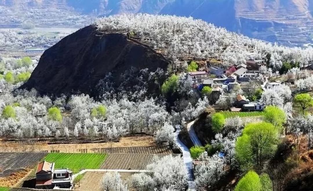 这里是川西的小江南，3月花开成海，还不用担心高反