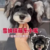 16000的B级课程分享：
雪纳瑞萌系小嘴详细跟练版教学
记得点赞收藏 全网都找不到这么细致的了
#雪纳瑞美容 #宠物美容培训课程 #成都宠物美容培训学校 #宠来了 #宠物美容培训