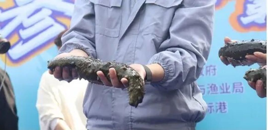十年参王,你真的信了吗?--海参年限背后的真相