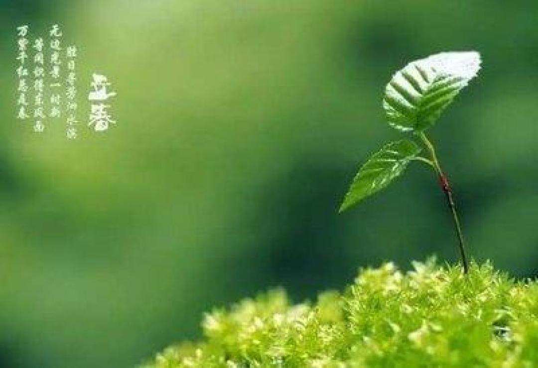 一张春饼里的立春旧事
