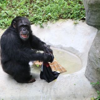黑猩猩打扫比人强？网友吵翻了，我们扒了1000+观点