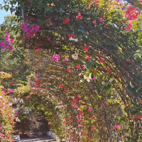 深圳年花懒人探秘：曝光市花王炸稀缺色！网红款照着挑，花市买花不踩雷！