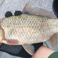 冬季野钓鲫鱼总空军？向阳避风+小钩细线+多窝轮钓，寒潮天照样连竿上鱼