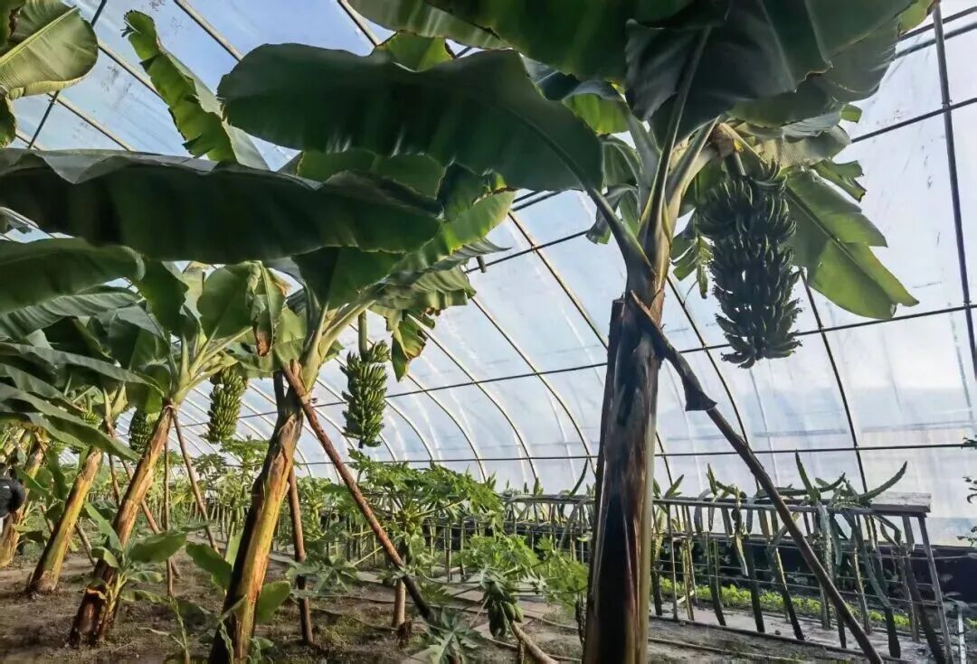 鸡西春节旅游线路新鲜出炉，含特色美食与出行指南→