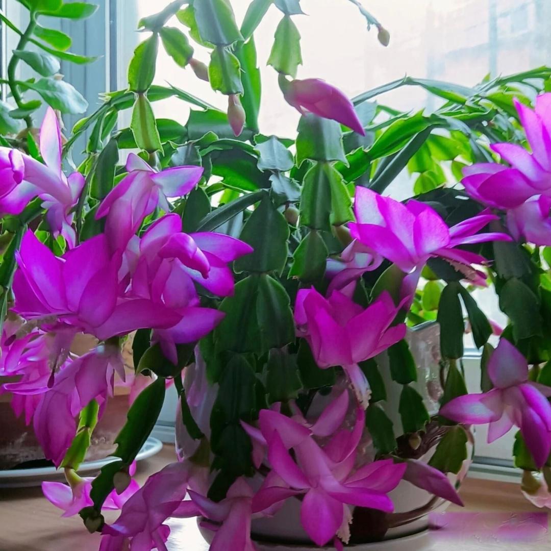 有哪些适合在冬天买回家的鲜花绿植,给家里增添新鲜色彩?