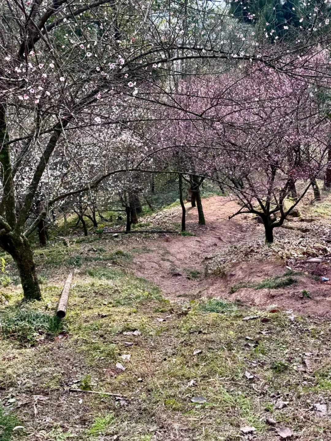 赏梅徒步路线💥粉白花海+雪峰 | 逆时针走