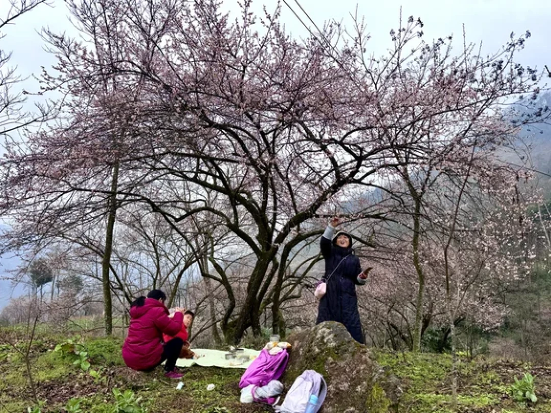赏梅徒步路线💥粉白花海+雪峰 | 逆时针走